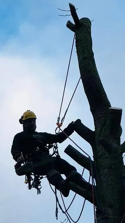 Élagage près de Iwuy